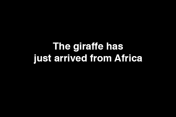 The giraffe has just arrived from Africa